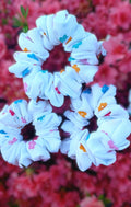 🌸 PETAL POP SCRUNCHIE 🌸